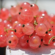 Johannisbeere Gloire des Sablons Johannisbeere Gloire des Sablons